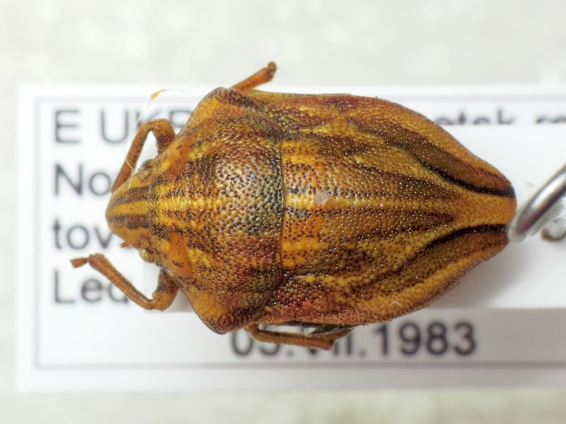 Odontotarsus purpureolineatus (Rossi, 1790)